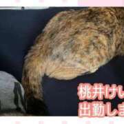 ヒメ日記 2026/07/26 08:34 投稿 桃井けいこ 大阪ぽっちゃり妻 谷九店