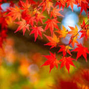 ヒメ日記 2025/10/09 11:50 投稿 ゆずき モアグループ宇都宮人妻花壇