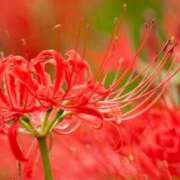 ヒメ日記 2025/10/10 09:00 投稿 ゆずき モアグループ宇都宮人妻花壇