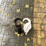 ヒメ日記 2025/12/07 22:10 投稿 花倉りょうこ 五反田発 痴漢電車or全裸入室