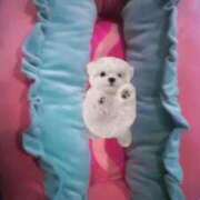 ヒメ日記 2025/11/24 23:56 投稿 姫宮 くるみ OLIVE SPA