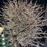 ヒメ日記 2025/12/09 08:19 投稿 ちむ アイドルドリーム