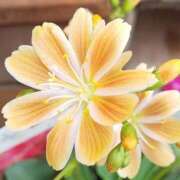 ヒメ日記 2025/12/12 17:29 投稿 そら 完熟ばなな札幌・すすきの