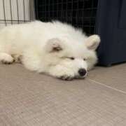 ましろ お休みです😭💦 シェリーエンジェル