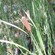 ヒメ日記 2025/09/16 16:34 投稿 ねむ 舐めたくてグループ〜ペロンチョ学園〜八王子校