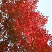 ヒメ日記 2025/10/13 17:48 投稿 しずく 新橋フェアリーズ