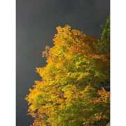 ヒメ日記 2025/11/03 18:20 投稿 ゆい ビデオdeはんど すすきの校