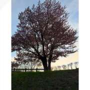 ヒメ日記 2026/04/30 00:00 投稿 ゆい ビデオdeはんど すすきの校