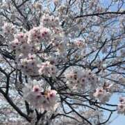 ヒメ日記 2026/03/31 10:25 投稿 さき 逢って30秒で即尺