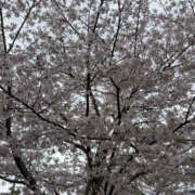 ひなの 出勤🌸 彼女の部屋本店