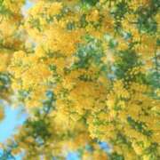 ヒメ日記 2026/04/08 20:38 投稿 みさき メンエス案内所