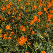 ヒメ日記 2025/11/05 19:53 投稿 おと VIVIDCREW 梅田堂山店