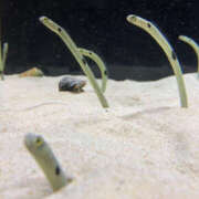 ヒメ日記 2026/01/29 17:37 投稿 おと VIVIDCREW 梅田堂山店