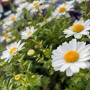 ヒメ日記 2026/04/21 17:50 投稿 ひより 人妻の輝き(大阪)