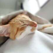 ヒメ日記 2025/09/29 08:37 投稿 せな 横浜人妻セレブリティ（ユメオト）