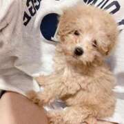 ヒメ日記 2025/09/12 12:43 投稿 りんご ニューグランド