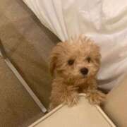 ヒメ日記 2025/12/18 12:43 投稿 りんご ニューグランド