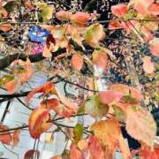 ヒメ日記 2025/11/16 21:37 投稿 はな ローズ～ミドルエイジ～