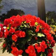 ヒメ日記 2025/11/29 15:10 投稿 はな ローズ～ミドルエイジ～