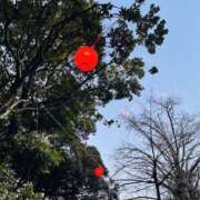 ヒメ日記 2026/01/15 21:26 投稿 はな ローズ～ミドルエイジ～