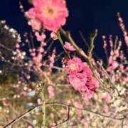 ヒメ日記 2026/03/01 08:17 投稿 はな ローズ～ミドルエイジ～