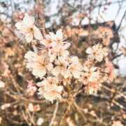 ヒメ日記 2026/03/11 22:34 投稿 はな ローズ～ミドルエイジ～