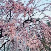 ヒメ日記 2026/03/24 15:05 投稿 はな ローズ～ミドルエイジ～