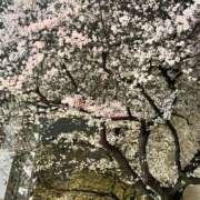 ヒメ日記 2026/04/01 22:52 投稿 はな ローズ～ミドルエイジ～