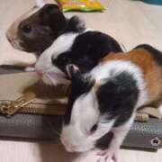 ヒメ日記 2025/09/20 22:42 投稿 さゆき 清楚