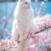 ヒメ日記 2026/04/18 00:54 投稿 矢吹 熟女の風俗最終章 横浜本店