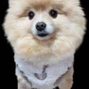 ヒメ日記 2025/10/28 02:29 投稿 しろくま 広島サンキュー