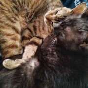 ヒメ日記 2025/09/02 19:57 投稿 ほしの 丸妻 厚木店