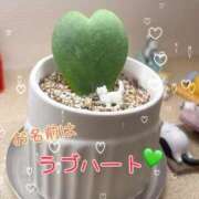 ヒメ日記 2026/02/24 13:59 投稿 新庄ほのか 恋する妻たち