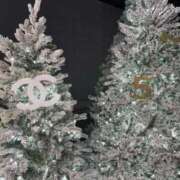 ヒメ日記 2025/12/09 09:58 投稿 白百合ひな デリス新宿