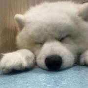 美咲るか 次の出勤 デリス新宿