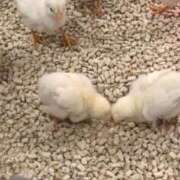 ヒメ日記 2026/06/19 15:34 投稿 柳あやね デリス新宿