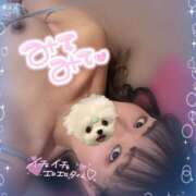 かなえ お披露目ライブについて。 ぺろぺろベロベロ専科 ぺろんちょ