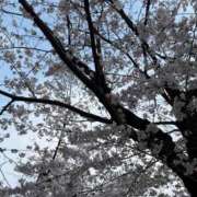 ヒメ日記 2026/03/31 20:11 投稿 おとめ もしも優しいお姉さんが本気になったら...横浜店