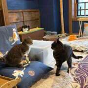 ヒメ日記 2026/04/13 12:59 投稿 めい 帯広黒い金魚