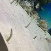 ヒメ日記 2025/11/14 20:29 投稿 真弓　ゆま OLセレクション宇都宮店