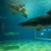 ヒメ日記 2025/11/20 02:29 投稿 真弓　ゆま OLセレクション宇都宮店