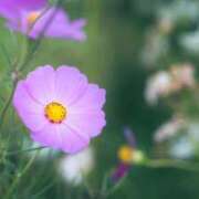 朝倉華乃 先日は 五十路マダムセレブリティ横浜店（カサブランカグループ）