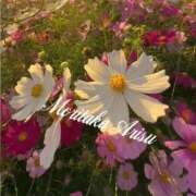 ヒメ日記 2025/09/14 08:26 投稿 森高ありす 五十路マダムエクスプレス横浜店（カサブランカグループ）