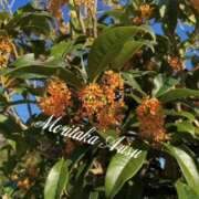 ヒメ日記 2025/09/27 08:42 投稿 森高ありす 五十路マダムエクスプレス横浜店（カサブランカグループ）