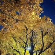 ヒメ日記 2025/11/19 00:06 投稿 つばめ サティアンまーと