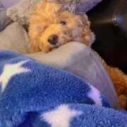 ヒメ日記 2025/09/14 07:31 投稿 らん SS PERO PERO NINE