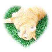 ヒメ日記 2026/02/18 21:40 投稿 ミクル いたずらバニーちゃん