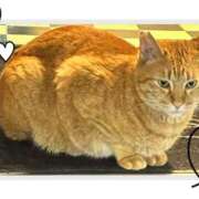 ヒメ日記 2026/04/21 13:50 投稿 ミクル いたずらバニーちゃん