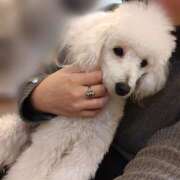 あやな いぬカフェ行った 神田はっち