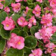 ヒメ日記 2025/09/29 22:18 投稿 れんか【舐めつくす極上時間】 なすがママされるがママ 宇都宮